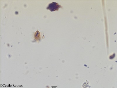 protozoo/Uronema sp. (1)(copy)_thumb.jpg